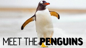 Meet the Penguins háttérkép