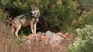 Lobo Mexicano háttérkép