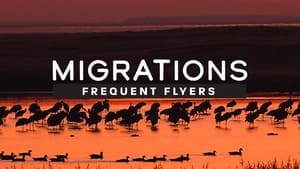 Migrations: Frequent Flyers háttérkép