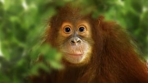 Operation Orangutan háttérkép