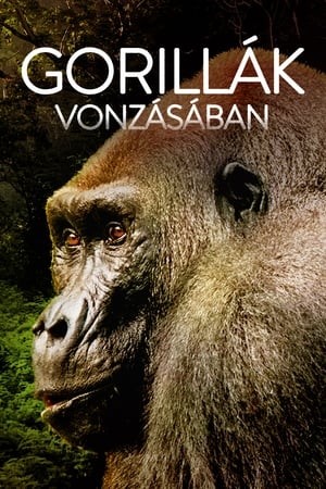 Gorillák vonzásában