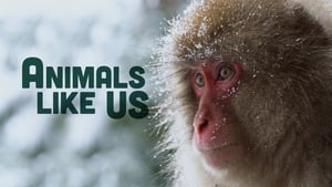 Animals Like Us kép