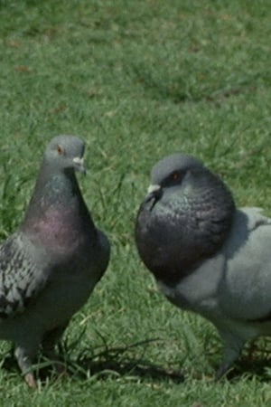 Les pigeons du square poszter