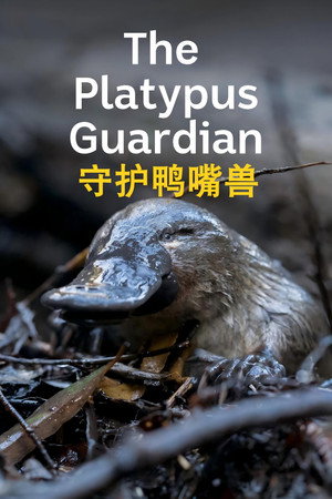The Platypus Guardian poszter