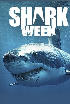 Shark Week poszter