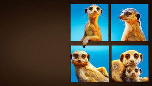 Meet The Meerkats kép