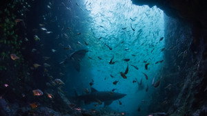 Ocean Odyssey háttérkép