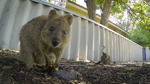 72 Cutest Animals 1. évad Ep.2 2. epizód