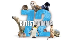 72 Cutest Animals kép