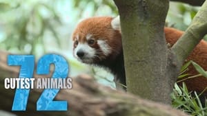 72 Cutest Animals kép