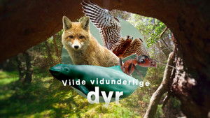 Vilde vidunderlige dyr kép