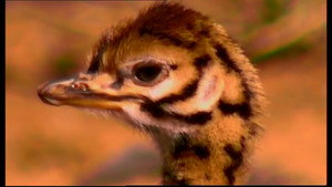 Animal Life: Young & Wild 1. évad Ep.12 12. epizód
