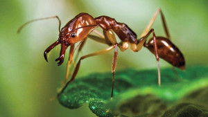 Ants - Nature's Secret Power háttérkép