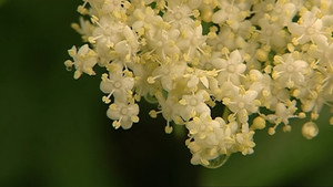 Holunderblüte háttérkép