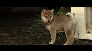 犬とあなたの物語 いぬのえいが háttérkép