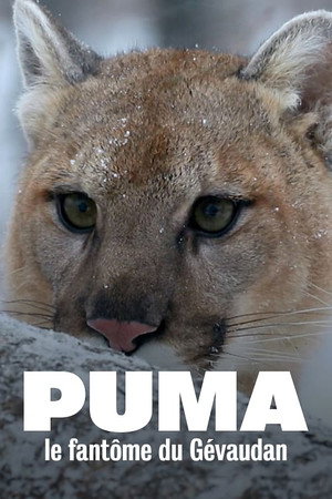 Puma, le fantôme du Gévaudan poszter