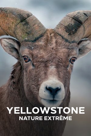 Epic Yellowstone poszter