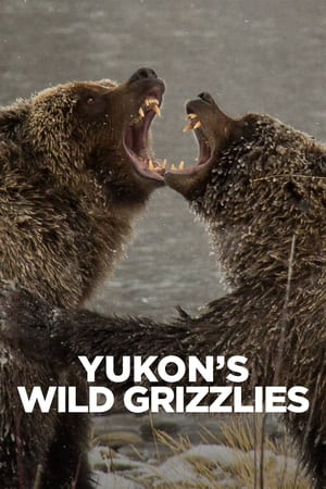 A Yukon vad grizzlymedvéi