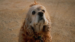 Dog in Translation háttérkép