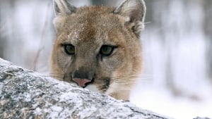 Puma, le fantôme du Gévaudan háttérkép