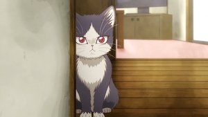 同居人はひざ、時々、頭のうえ。 kép