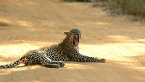 Sri Lanka leopárdjai háttérkép