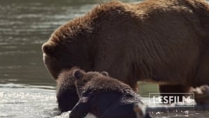 Медведи Камчатки. Начало жизни háttérkép