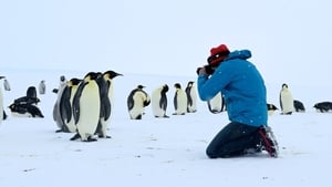 Antartica : sur les traces de l'empereur háttérkép