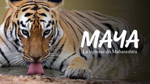 Maya, la tigresse du Maharashtra háttérkép