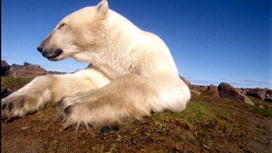 Polar Bears: Ice Bear háttérkép