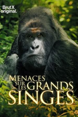 En danger : menaces sur les grands singes