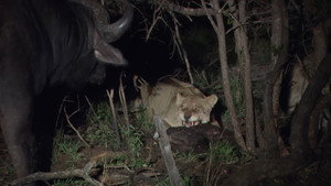 Predators in Peril háttérkép