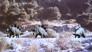 Planet of Dinosaurs háttérkép