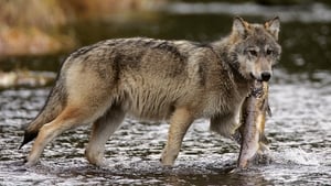 Les loups pêcheurs du Canada háttérkép