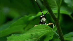 Beetle Queen Conquers Tokyo háttérkép