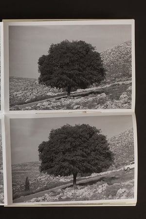 Wild Plants of Palestine poszter