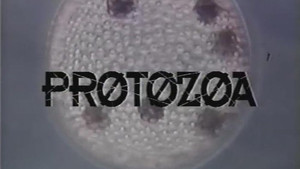 Protozoa háttérkép