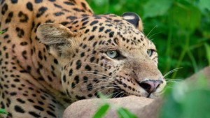Leopard Dynasty – The Rise of Rana háttérkép