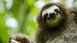 Animals Behaving Badly Season 1 Ep.3 3. epizód