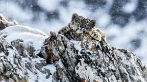 Le Royaume du léopard des neiges háttérkép