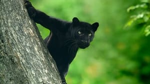 The Real Black Panther háttérkép