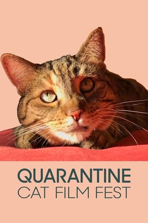 Quarantine Cat Film Festival poszter