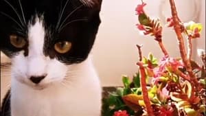 O funeral de expectativas e memórias de um gato háttérkép