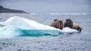 Odyssée sous les glaces háttérkép