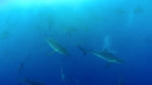 Shark Land: Welcome to Cocos Island háttérkép