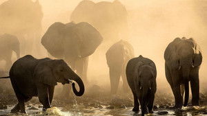 Life at the Waterhole kép