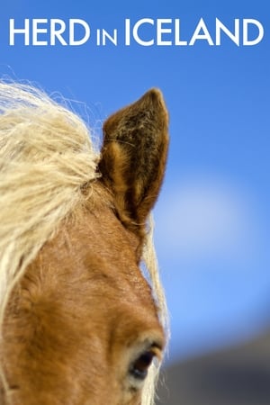 Herd in Iceland