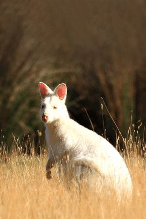 David Attenborough's Tasmania poszter
