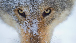 Wolf háttérkép