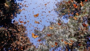 Flight of the Butterflies háttérkép